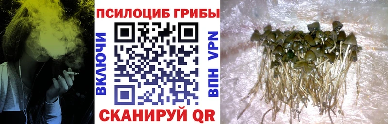 Купить где  Жиздра  Псилоцибиновые грибы мицелий 